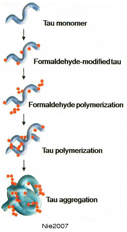 TauPolymerization.png